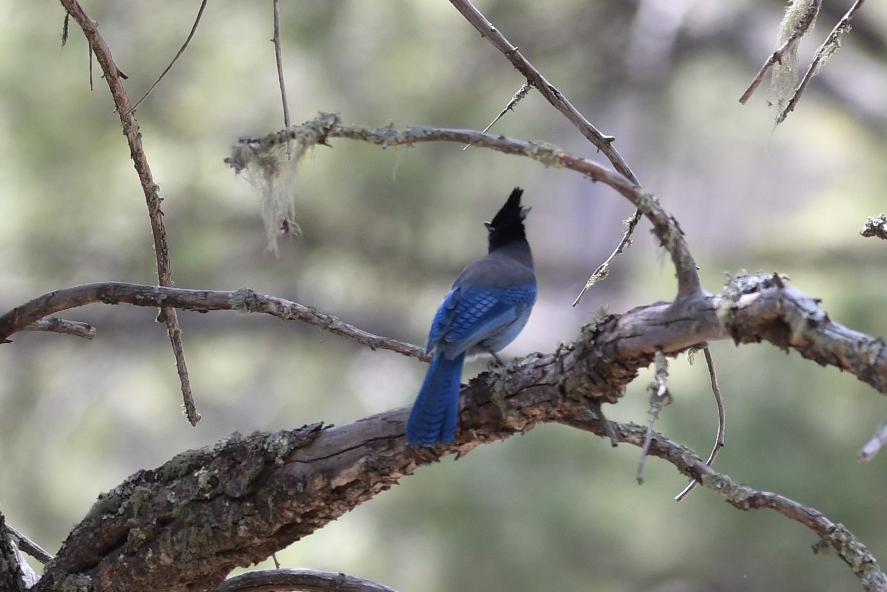 Stellers gaai (Cyanocitta stelleri)